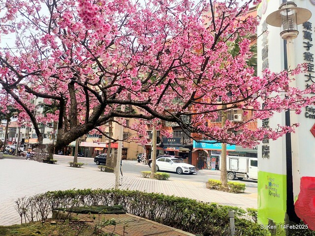 2025 雙北平地賞櫻系列第五拍 --- 北醫附設醫院櫻花(Cherryblossoms at Taipei Medical University Hospital), Taipei, Taiwan, SJKen, Feb 14, 2024. 2025 雙北平地賞櫻系列第五拍 --- 北醫附設醫院櫻花(Cherryblossoms at Taipei Medical University Hospital), Taipei, Taiwan, SJKen, Feb 14, 2024.
