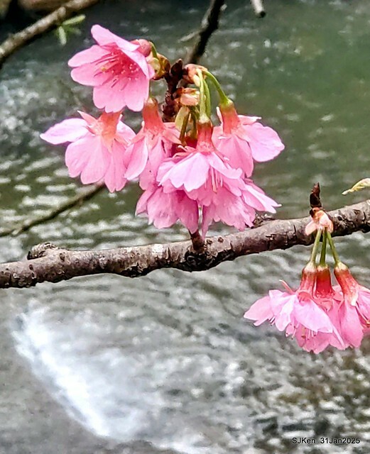 2025雙北平地賞櫻第四拍( --- 汐止文化櫻花季康誥溪櫻花大道(Cherry Blossoms at the creekside of Kangau creek), Hsingi district, Hsinpei city, SJKen, Jan 31, 2025.