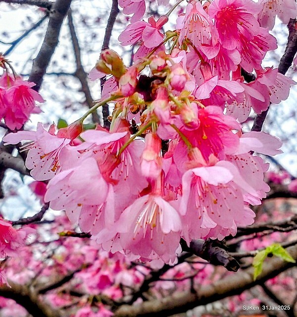 2025雙北平地賞櫻第四拍( --- 汐止文化櫻花季康誥溪櫻花大道(Cherry Blossoms at the creekside of Kangau creek), Hsingi district, Hsinpei city, SJKen, Jan 31, 2025.
