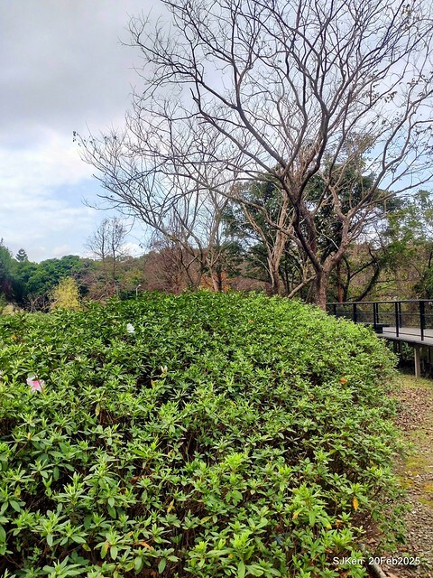 2025台北大安森林公園繡球花展(Hydrangeas exhibition at Da-An forest park), Taipei, Taiwan, SJKen, Feb 20, 2025. 2025台北大安森林公園繡球花展(Hydrangeas exhibition at Da-An forest park), Taipei, Taiwan, SJKen, Feb 20, 2025.