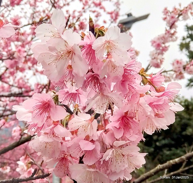 2025雙北平地賞櫻第四拍( --- 汐止文化櫻花季康誥溪櫻花大道(Cherry Blossoms at the creekside of Kangau creek), Hsingi district, Hsinpei city, SJKen, Jan 31, 2025.