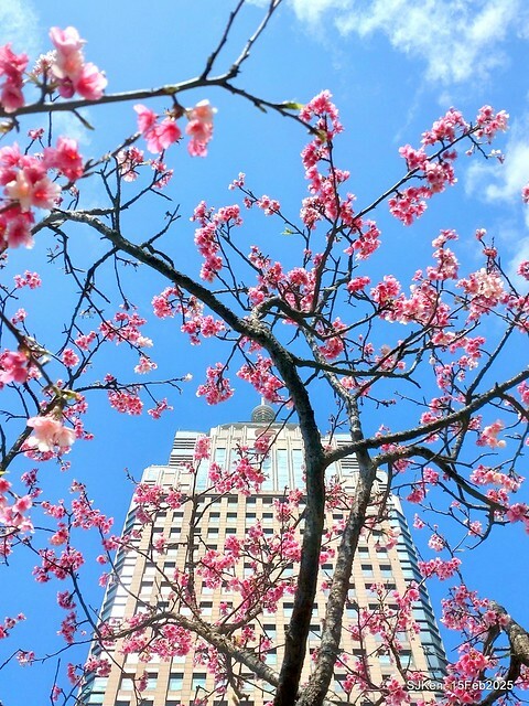 (2025 雙北平地賞櫻系列第六拍)「台北市政府北大門旁賞櫻」(Cherry Blossoms at north door of Taipei City Hall , Feb 15, 2025.