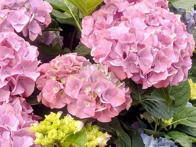 2025台北大安森林公園繡球花展(Hydrangeas exhibition at Da-An forest park), Taipei, Taiwan, SJKen, Feb 20, 2025. 2025台北大安森林公園繡球花展(Hydrangeas exhibition at Da-An forest park), Taipei, Taiwan, SJKen, Feb 20, 2025.