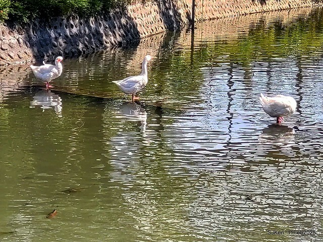 台北榮總忘憂湖水鳥與游魚(Waterbirds and fish at the lake of Taipei Veterans General Hospital),Taipie, Taiwan, SJKen, Feb 11, 2025. 台北榮總忘憂湖水鳥與游魚(Waterbirds and fish at the lake of Taipei Veterans General Hospital),Taipie, Taiwan, SJKen, Feb 11, 2025.