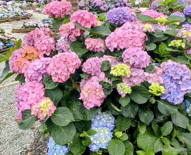 2025台北大安森林公園繡球花展(Hydrangeas exhibition at Da-An forest park), Taipei, Taiwan, SJKen, Feb 20, 2025. 2025台北大安森林公園繡球花展(Hydrangeas exhibition at Da-An forest park), Taipei, Taiwan, SJKen, Feb 20, 2025.