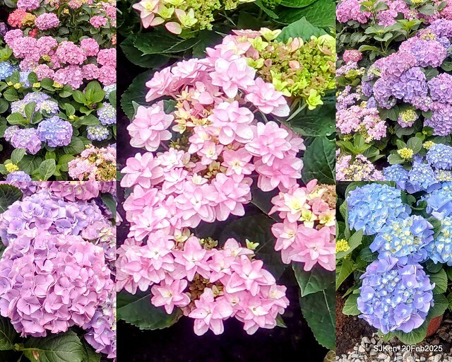 2025台北大安森林公園繡球花展(Hydrangeas exhibition at Da-An forest park), Taipei, Taiwan, SJKen, Feb 20, 2025. 2025台北大安森林公園繡球花展(Hydrangeas exhibition at Da-An forest park), Taipei, Taiwan, SJKen, Feb 20, 2025.