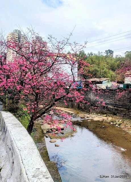 2025雙北平地賞櫻第四拍( --- 汐止文化櫻花季康誥溪櫻花大道(Cherry Blossoms at the creekside of Kangau creek), Hsingi district, Hsinpei city, SJKen, Jan 31, 2025.