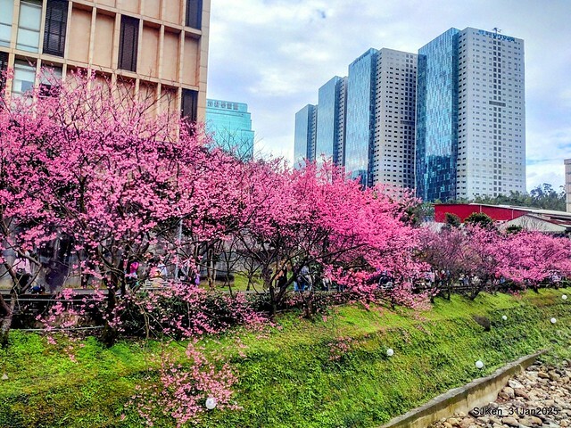 2025雙北平地賞櫻第四拍( --- 汐止文化櫻花季康誥溪櫻花大道(Cherry Blossoms at the creekside of Kangau creek), Hsingi district, Hsinpei city, SJKen, Jan 31, 2025.
