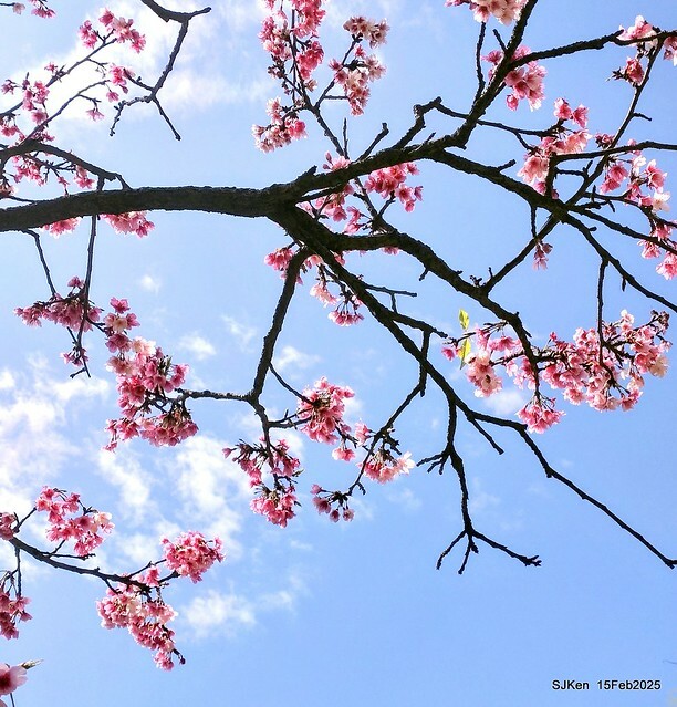 (2025 雙北平地賞櫻系列第六拍)「台北市政府北大門旁賞櫻」(Cherry Blossoms at north door of Taipei City Hall , Feb 15, 2025.