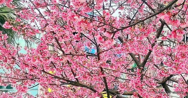 2025 雙北平地賞櫻系列第五拍 --- 北醫附設醫院櫻花(Cherryblossoms at Taipei Medical University Hospital), Taipei, Taiwan, SJKen, Feb 14, 2024. 2025 雙北平地賞櫻系列第五拍 --- 北醫附設醫院櫻花(Cherryblossoms at Taipei Medical University Hospital), Taipei, Taiwan, SJKen, Feb 14, 2024.