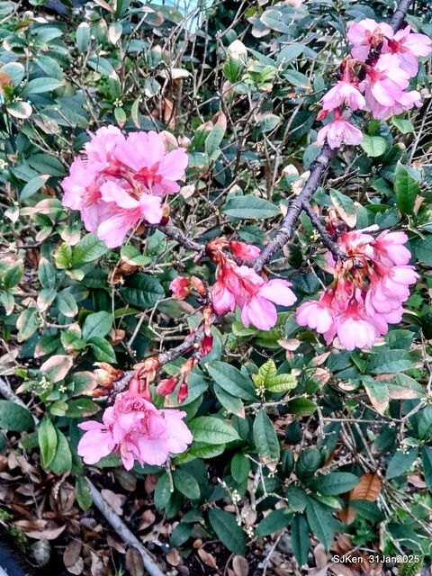 2025雙北平地賞櫻第四拍( --- 汐止文化櫻花季康誥溪櫻花大道(Cherry Blossoms at the creekside of Kangau creek), Hsingi district, Hsinpei city, SJKen, Jan 31, 2025.