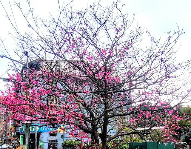 2025雙北平地賞櫻第四拍( --- 汐止文化櫻花季康誥溪櫻花大道(Cherry Blossoms at the creekside of Kangau creek), Hsingi district, Hsinpei city, SJKen, Jan 31, 2025.