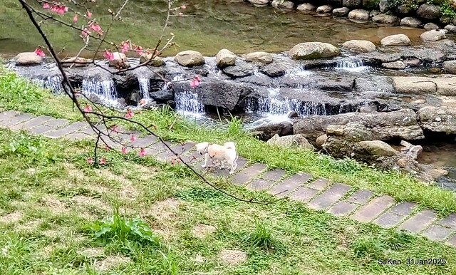 2025雙北平地賞櫻第四拍( --- 汐止文化櫻花季康誥溪櫻花大道(Cherry Blossoms at the creekside of Kangau creek), Hsingi district, Hsinpei city, SJKen, Jan 31, 2025.