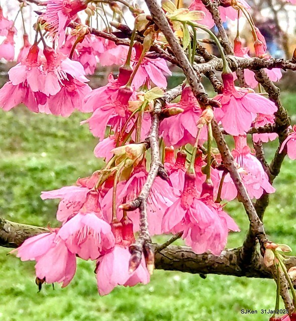 2025雙北平地賞櫻第四拍( --- 汐止文化櫻花季康誥溪櫻花大道(Cherry Blossoms at the creekside of Kangau creek), Hsingi district, Hsinpei city, SJKen, Jan 31, 2025.
