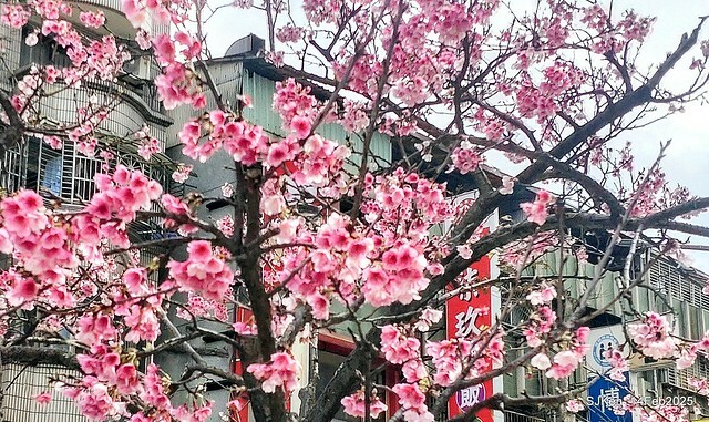 2025 雙北平地賞櫻系列第五拍 --- 北醫附設醫院櫻花(Cherryblossoms at Taipei Medical University Hospital), Taipei, Taiwan, SJKen, Feb 14, 2024. 2025 雙北平地賞櫻系列第五拍 --- 北醫附設醫院櫻花(Cherryblossoms at Taipei Medical University Hospital), Taipei, Taiwan, SJKen, Feb 14, 2024.