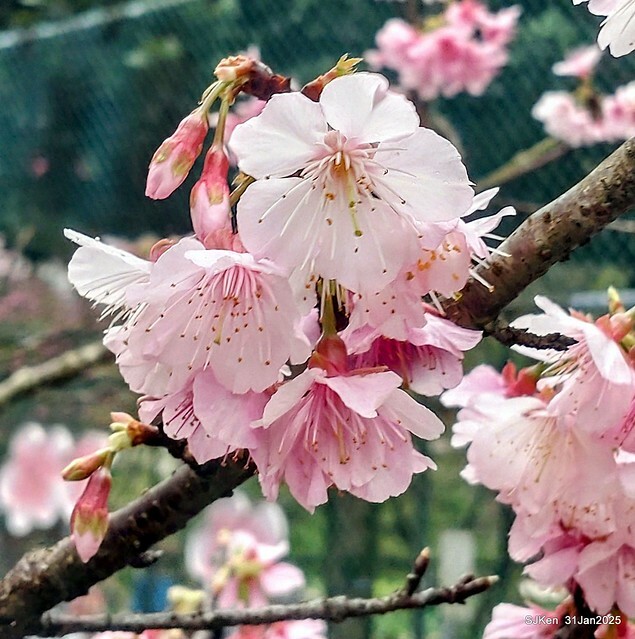 2025雙北平地賞櫻第四拍( --- 汐止文化櫻花季康誥溪櫻花大道(Cherry Blossoms at the creekside of Kangau creek), Hsingi district, Hsinpei city, SJKen, Jan 31, 2025.