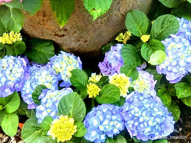 2025台北大安森林公園繡球花展(Hydrangeas exhibition at Da-An forest park), Taipei, Taiwan, SJKen, Feb 20, 2025. 2025台北大安森林公園繡球花展(Hydrangeas exhibition at Da-An forest park), Taipei, Taiwan, SJKen, Feb 20, 2025.