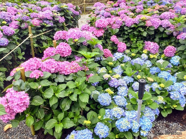 2025台北大安森林公園繡球花展(Hydrangeas exhibition at Da-An forest park), Taipei, Taiwan, SJKen, Feb 20, 2025. 2025台北大安森林公園繡球花展(Hydrangeas exhibition at Da-An forest park), Taipei, Taiwan, SJKen, Feb 20, 2025.