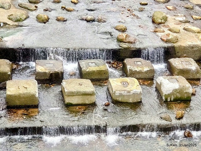 2025雙北平地賞櫻第四拍( --- 汐止文化櫻花季康誥溪櫻花大道(Cherry Blossoms at the creekside of Kangau creek), Hsingi district, Hsinpei city, SJKen, Jan 31, 2025.