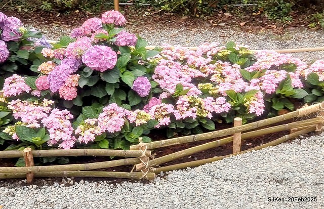 2025台北大安森林公園繡球花展(Hydrangeas exhibition at Da-An forest park), Taipei, Taiwan, SJKen, Feb 20, 2025. 2025台北大安森林公園繡球花展(Hydrangeas exhibition at Da-An forest park), Taipei, Taiwan, SJKen, Feb 20, 2025.