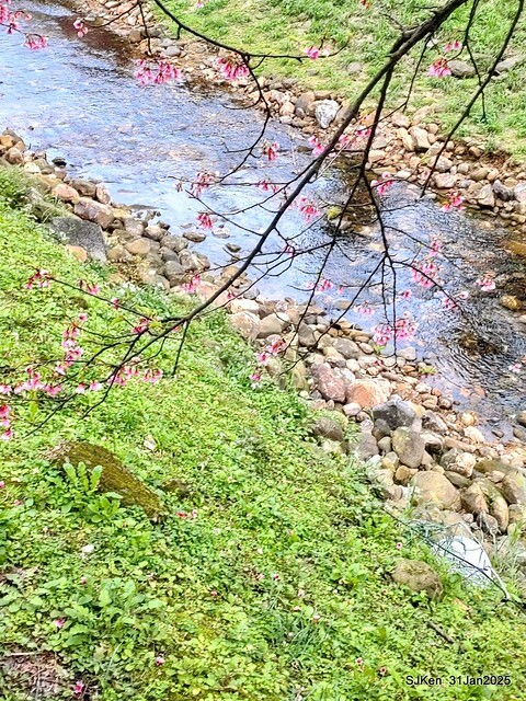 2025雙北平地賞櫻第四拍( --- 汐止文化櫻花季康誥溪櫻花大道(Cherry Blossoms at the creekside of Kangau creek), Hsingi district, Hsinpei city, SJKen, Jan 31, 2025.