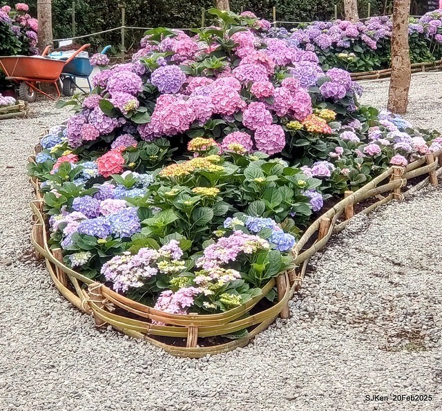 2025台北大安森林公園繡球花展(Hydrangeas exhibition at Da-An forest park), Taipei, Taiwan, SJKen, Feb 20, 2025. 2025台北大安森林公園繡球花展(Hydrangeas exhibition at Da-An forest park), Taipei, Taiwan, SJKen, Feb 20, 2025.