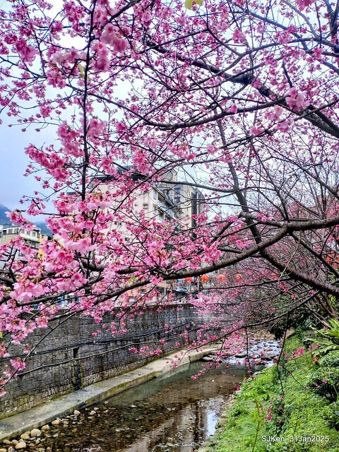 2025雙北平地賞櫻第四拍( --- 汐止文化櫻花季康誥溪櫻花大道(Cherry Blossoms at the creekside of Kangau creek), Hsingi district, Hsinpei city, SJKen, Jan 31, 2025.