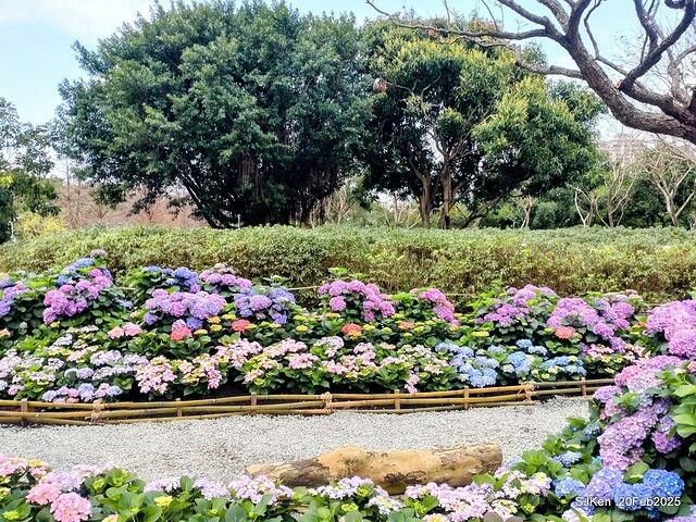 2025台北大安森林公園繡球花展(Hydrangeas exhibition at Da-An forest park), Taipei, Taiwan, SJKen, Feb 20, 2025. 2025台北大安森林公園繡球花展(Hydrangeas exhibition at Da-An forest park), Taipei, Taiwan, SJKen, Feb 20, 2025.