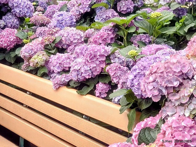 2025台北大安森林公園繡球花展(Hydrangeas exhibition at Da-An forest park), Taipei, Taiwan, SJKen, Feb 20, 2025. 2025台北大安森林公園繡球花展(Hydrangeas exhibition at Da-An forest park), Taipei, Taiwan, SJKen, Feb 20, 2025.