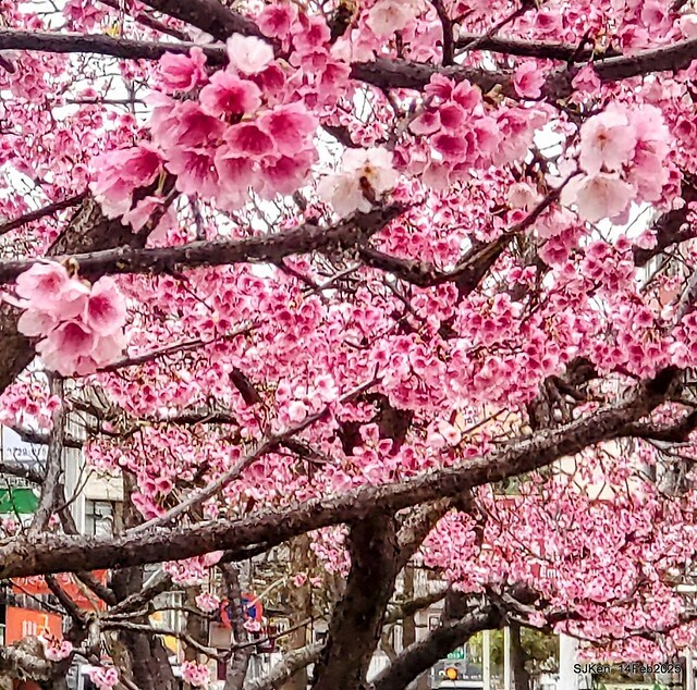2025 雙北平地賞櫻系列第五拍 --- 北醫附設醫院櫻花(Cherryblossoms at Taipei Medical University Hospital), Taipei, Taiwan, SJKen, Feb 14, 2024. 2025 雙北平地賞櫻系列第五拍 --- 北醫附設醫院櫻花(Cherryblossoms at Taipei Medical University Hospital), Taipei, Taiwan, SJKen, Feb 14, 2024.