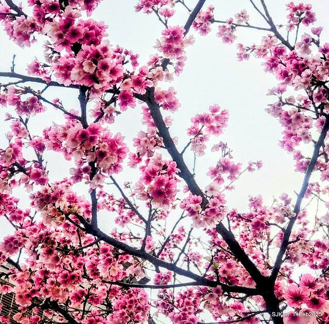 2025 雙北平地賞櫻系列第五拍 --- 北醫附設醫院櫻花(Cherryblossoms at Taipei Medical University Hospital), Taipei, Taiwan, SJKen, Feb 14, 2024. 2025 雙北平地賞櫻系列第五拍 --- 北醫附設醫院櫻花(Cherryblossoms at Taipei Medical University Hospital), Taipei, Taiwan, SJKen, Feb 14, 2024.
