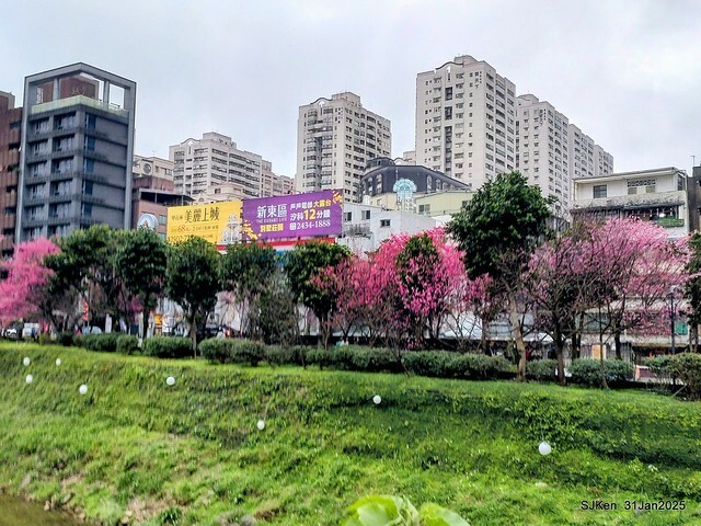 2025雙北平地賞櫻第四拍( --- 汐止文化櫻花季康誥溪櫻花大道(Cherry Blossoms at the creekside of Kangau creek), Hsingi district, Hsinpei city, SJKen, Jan 31, 2025.