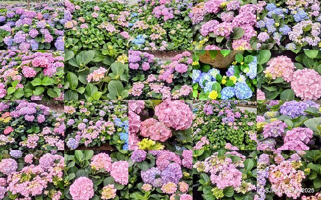 2025台北大安森林公園繡球花展(Hydrangeas exhibition at Da-An forest park), Taipei, Taiwan, SJKen, Feb 20, 2025. 2025台北大安森林公園繡球花展(Hydrangeas exhibition at Da-An forest park), Taipei, Taiwan, SJKen, Feb 20, 2025.