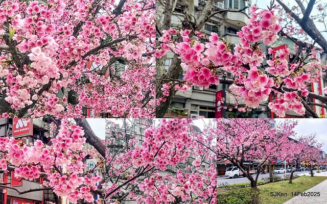 2025 雙北平地賞櫻系列第五拍 --- 北醫附設醫院櫻花(Cherryblossoms at Taipei Medical University Hospital), Taipei, Taiwan, SJKen, Feb 14, 2024. 2025 雙北平地賞櫻系列第五拍 --- 北醫附設醫院櫻花(Cherryblossoms at Taipei Medical University Hospital), Taipei, Taiwan, SJKen, Feb 14, 2024.