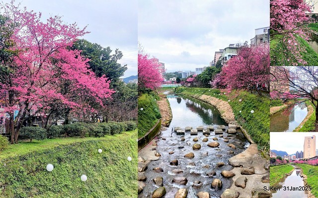 2025雙北平地賞櫻第四拍( --- 汐止文化櫻花季康誥溪櫻花大道(Cherry Blossoms at the creekside of Kangau creek), Hsingi district, Hsinpei city, SJKen, Jan 31, 2025.