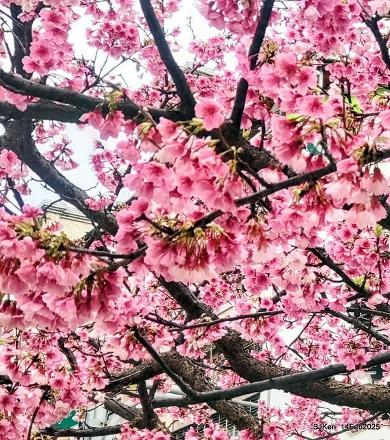 2025 雙北平地賞櫻系列第五拍 --- 北醫附設醫院櫻花(Cherryblossoms at Taipei Medical University Hospital), Taipei, Taiwan, SJKen, Feb 14, 2024. 2025 雙北平地賞櫻系列第五拍 --- 北醫附設醫院櫻花(Cherryblossoms at Taipei Medical University Hospital), Taipei, Taiwan, SJKen, Feb 14, 2024.