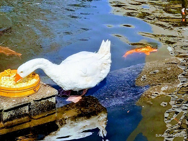 台北榮總忘憂湖水鳥與游魚(Waterbirds and fish at the lake of Taipei Veterans General Hospital),Taipie, Taiwan, SJKen, Feb 11, 2025. 台北榮總忘憂湖水鳥與游魚(Waterbirds and fish at the lake of Taipei Veterans General Hospital),Taipie, Taiwan, SJKen, Feb 11, 2025.