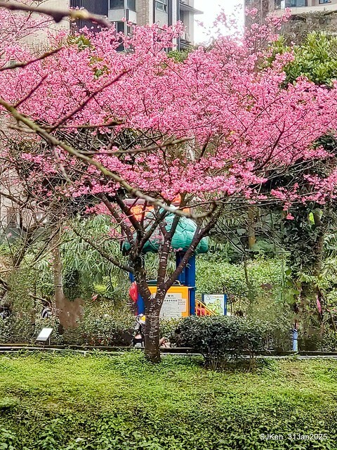 2025雙北平地賞櫻第四拍( --- 汐止文化櫻花季康誥溪櫻花大道(Cherry Blossoms at the creekside of Kangau creek), Hsingi district, Hsinpei city, SJKen, Jan 31, 2025.