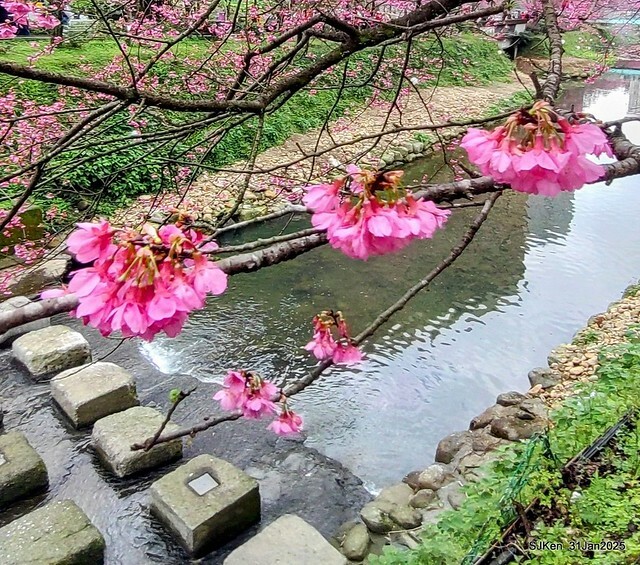2025雙北平地賞櫻第四拍( --- 汐止文化櫻花季康誥溪櫻花大道(Cherry Blossoms at the creekside of Kangau creek), Hsingi district, Hsinpei city, SJKen, Jan 31, 2025.