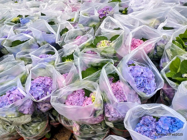 2025台北大安森林公園繡球花展(Hydrangeas exhibition at Da-An forest park), Taipei, Taiwan, SJKen, Feb 20, 2025. 2025台北大安森林公園繡球花展(Hydrangeas exhibition at Da-An forest park), Taipei, Taiwan, SJKen, Feb 20, 2025.