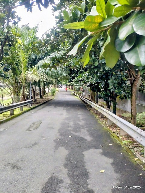 2025雙北平地賞櫻第四拍( --- 汐止文化櫻花季康誥溪櫻花大道(Cherry Blossoms at the creekside of Kangau creek), Hsingi district, Hsinpei city, SJKen, Jan 31, 2025.