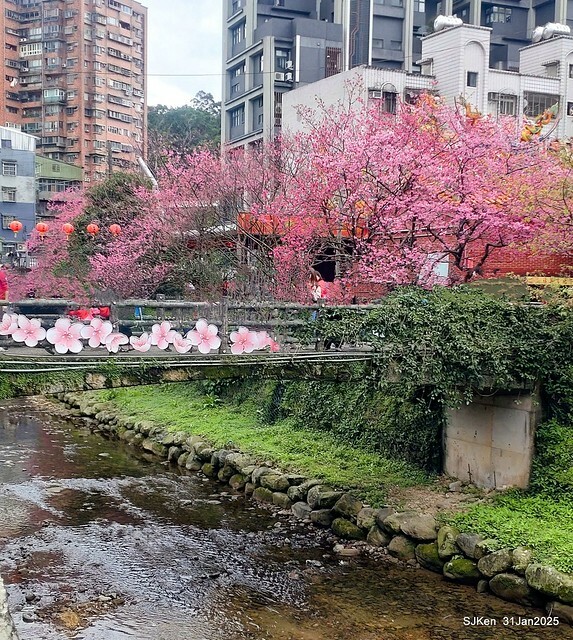 2025雙北平地賞櫻第四拍( --- 汐止文化櫻花季康誥溪櫻花大道(Cherry Blossoms at the creekside of Kangau creek), Hsingi district, Hsinpei city, SJKen, Jan 31, 2025.