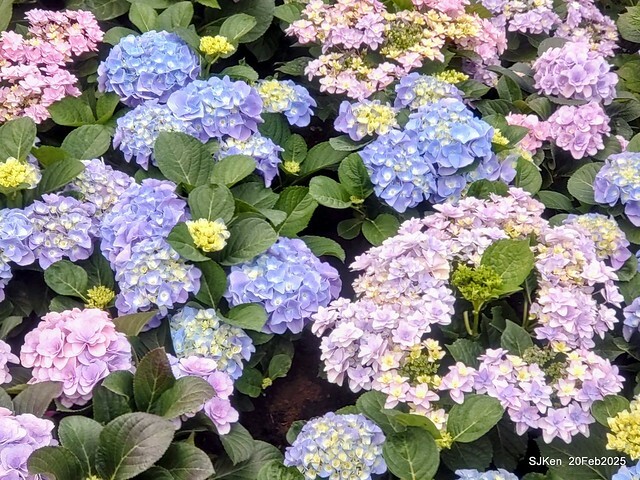 2025台北大安森林公園繡球花展(Hydrangeas exhibition at Da-An forest park), Taipei, Taiwan, SJKen, Feb 20, 2025. 2025台北大安森林公園繡球花展(Hydrangeas exhibition at Da-An forest park), Taipei, Taiwan, SJKen, Feb 20, 2025.