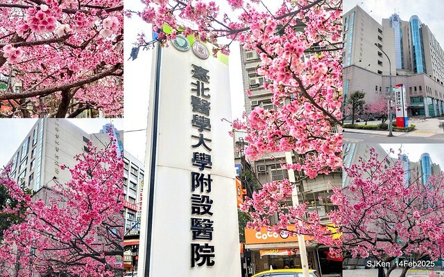 2025 雙北平地賞櫻系列第五拍 --- 北醫附設醫院櫻花(Cherryblossoms at Taipei Medical University Hospital), Taipei, Taiwan, SJKen, Feb 14, 2024. 2025 雙北平地賞櫻系列第五拍 --- 北醫附設醫院櫻花(Cherryblossoms at Taipei Medical University Hospital), Taipei, Taiwan, SJKen, Feb 14, 2024.