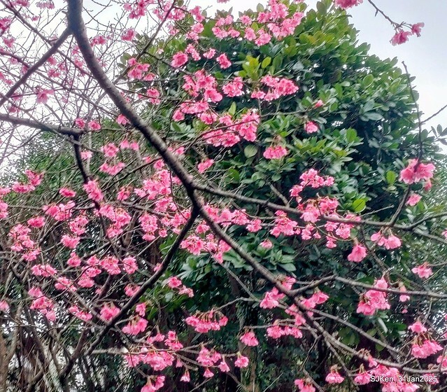 2025雙北平地賞櫻第四拍( --- 汐止文化櫻花季康誥溪櫻花大道(Cherry Blossoms at the creekside of Kangau creek), Hsingi district, Hsinpei city, SJKen, Jan 31, 2025.