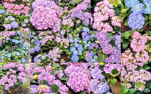 2025台北大安森林公園繡球花展(Hydrangeas exhibition at Da-An forest park), Taipei, Taiwan, SJKen, Feb 20, 2025. 2025台北大安森林公園繡球花展(Hydrangeas exhibition at Da-An forest park), Taipei, Taiwan, SJKen, Feb 20, 2025.