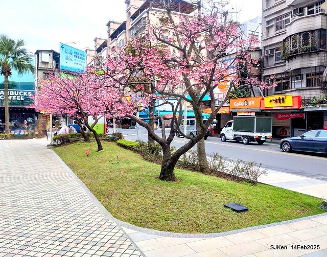 2025 雙北平地賞櫻系列第五拍 --- 北醫附設醫院櫻花(Cherryblossoms at Taipei Medical University Hospital), Taipei, Taiwan, SJKen, Feb 14, 2024. 2025 雙北平地賞櫻系列第五拍 --- 北醫附設醫院櫻花(Cherryblossoms at Taipei Medical University Hospital), Taipei, Taiwan, SJKen, Feb 14, 2024.