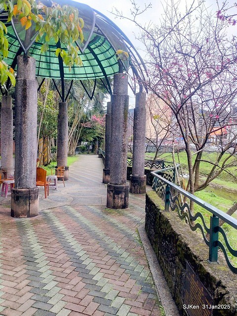 2025雙北平地賞櫻第四拍( --- 汐止文化櫻花季康誥溪櫻花大道(Cherry Blossoms at the creekside of Kangau creek), Hsingi district, Hsinpei city, SJKen, Jan 31, 2025.