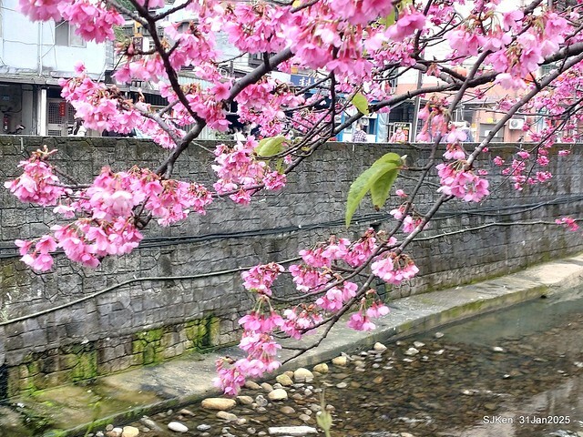 2025雙北平地賞櫻第四拍( --- 汐止文化櫻花季康誥溪櫻花大道(Cherry Blossoms at the creekside of Kangau creek), Hsingi district, Hsinpei city, SJKen, Jan 31, 2025.