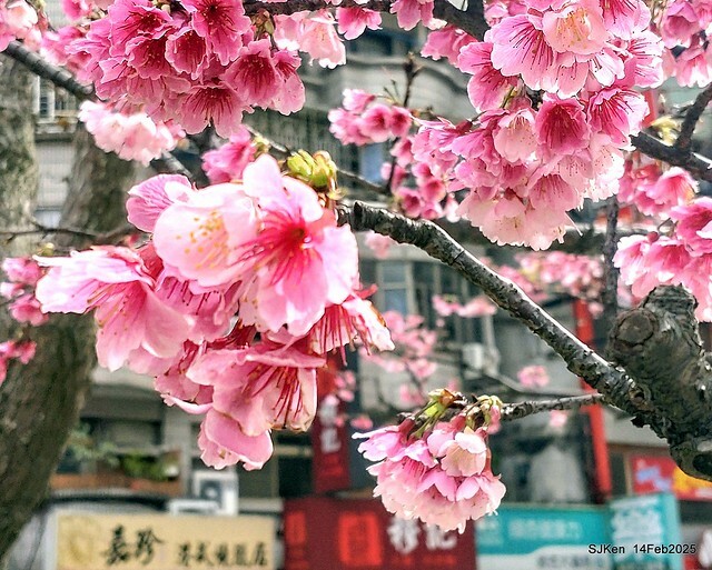 2025 雙北平地賞櫻系列第五拍 --- 北醫附設醫院櫻花(Cherryblossoms at Taipei Medical University Hospital), Taipei, Taiwan, SJKen, Feb 14, 2024. 2025 雙北平地賞櫻系列第五拍 --- 北醫附設醫院櫻花(Cherryblossoms at Taipei Medical University Hospital), Taipei, Taiwan, SJKen, Feb 14, 2024.